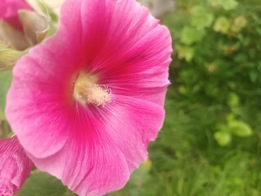 Bahçedeki güzel pembe çiçek