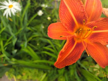 Bahçede turuncu zambak