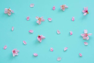 Sakura flowers on a blue background. Spring flowers background. Place for text