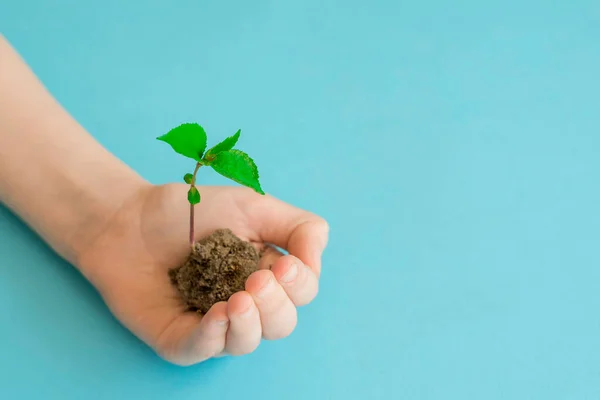 Ecology. Hands hold a sprout of seedlings on a blue background. Earth Day. Forest Conservation Concept