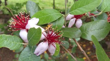 Çiçekli feijoa ağacı. Güzel botanik fotoğrafı, doğal duvar kağıdı.