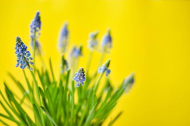Sarı arka planda mavi muscari çiçekleri. Bahar çiçekleri geri döndü