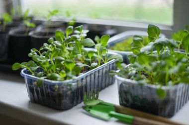 Çiçek tohumu. Tohumlar büyüyor..