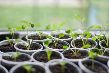 Çiçek tohumu. Tohumlar büyüyor..