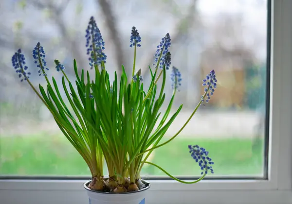 Blue Muscari flowers on the window. Spring flowers on the window