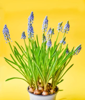 Sarı arka planda mavi muscari çiçekleri. Bahar çiçekleri geri döndü