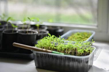 Çiçek tohumu. Tohumlar büyüyor..