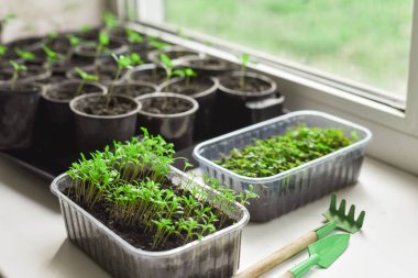 Çiçek tohumu. Tohumlar büyüyor..