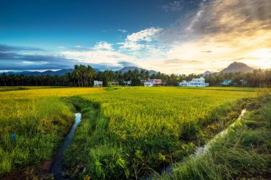 Nagerboil 'de dağ ve mavi gökyüzü arka planıyla Paddy pirinç tarlası yetiştiren güzel bir manzara. Tamil Nadu, Güney Hindistan.