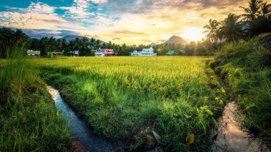 Nagerboil 'de dağ ve mavi gökyüzü arka planıyla Paddy pirinç tarlası yetiştiren güzel bir manzara. Tamil Nadu, Güney Hindistan.
