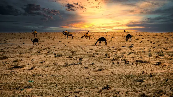 Camellos Desierto Dramático Fondo Nubes Atardecer Sarar Arabia Saudita —  Fotos de Stock