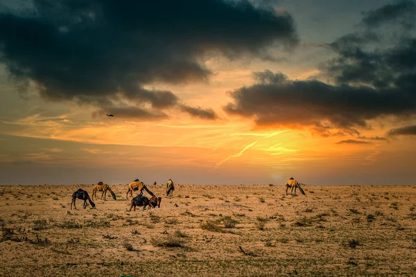 Kamele Auf Der Wüste Dramatischer Sonnenuntergang Wolkenhintergrund Bei Sarar Saudi — Stockfoto