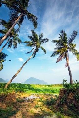 Hindistan cevizi palmiye ağaçlarının güzel manzarası mavi gökyüzü ve beyaz bulut arka planda