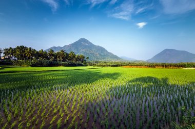 Tayland 'daki pirinç tarlası