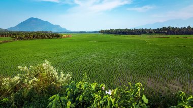Kırsalda pirinç tarlaları ve mavi gökyüzü