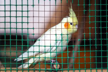 Sevimli beyaz bir kuşun yakın plan fotoğrafı.