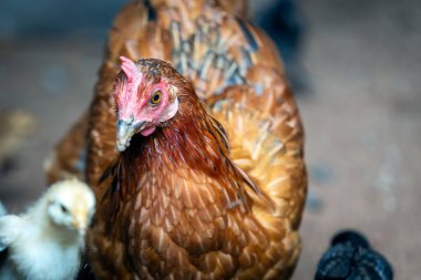 Anne tavuk ve yavru civciv kırsal alanda besleniyor..