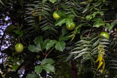 Taze ve olgunlaşmamış yeşil elmalar ağaç dalında