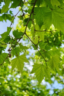 Canlı yeşil akçaağaç yaprakları doğa ve parlak park yürüyüşü
