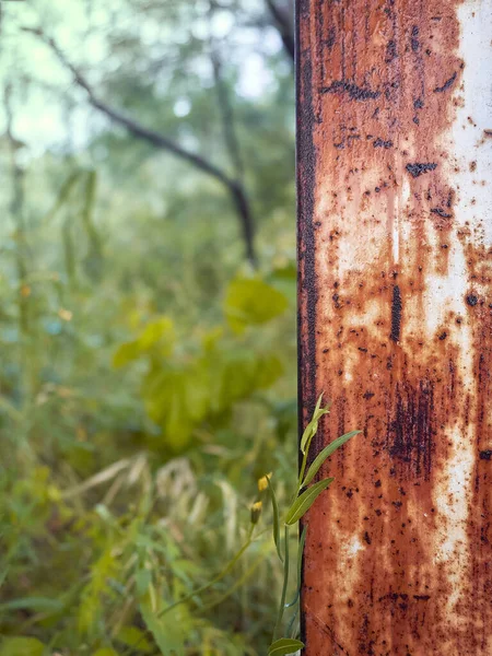 Rusty Post Jungly Forest Green Colors Background Rusty Texture Foreground — Stock Photo, Image