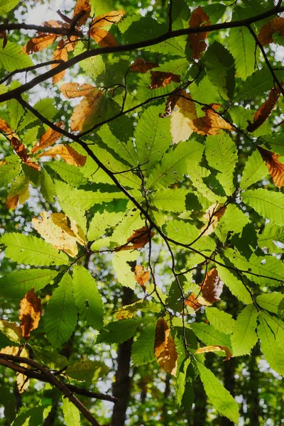 Folhas Castanha Verticais Verde Marrom Queda Cores Nadir Atirar — Fotografia de Stock