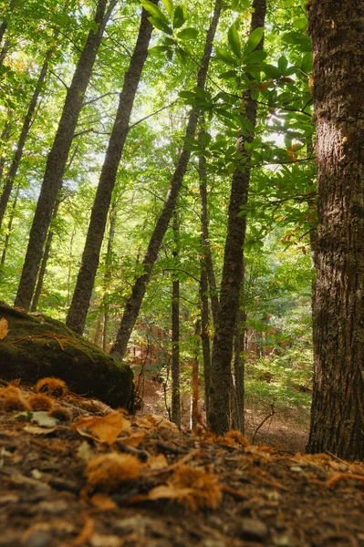 stock image mystical environment chestnut forest ground path mountains