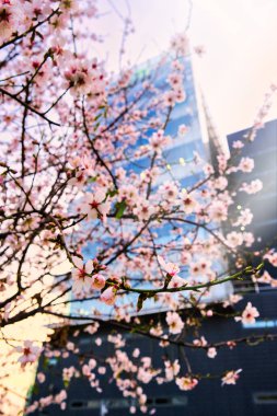 İş sahasında çiçek açan kiraz ağacı çevre dostu ofis çalışma saati ve barışçıl