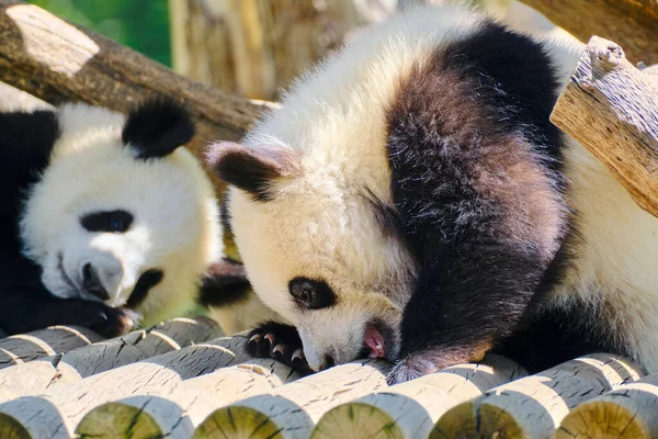 Two Giant Panda Bears Eating Sleeping Zoo Natural Reserve — Stock Photo, Image