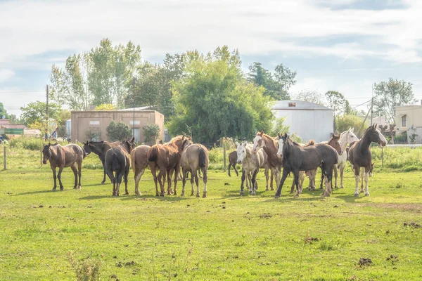 Group Horses Villa Ruiz Small Town Province Buenos Aires Argentina — Stock Photo, Image