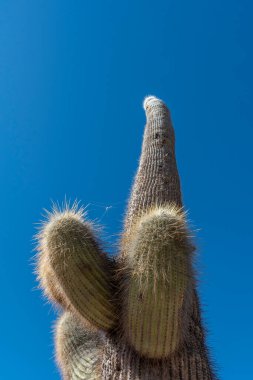 A cactus of Los Cardones National Park in Salta, Argentina clipart