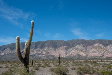 Salta, Arjantin 'deki Los Cardones Ulusal Parkı manzarası