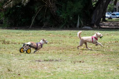 Tekerlekli sandalyedeki engelli köpek parkta koşuyor ve mutlu oynuyor.