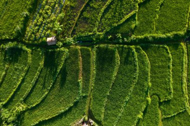 Top view of rice terrace in Bali, Indonesia. Drone photo shot of green plantation, landscape. Concept of eco food and local farm