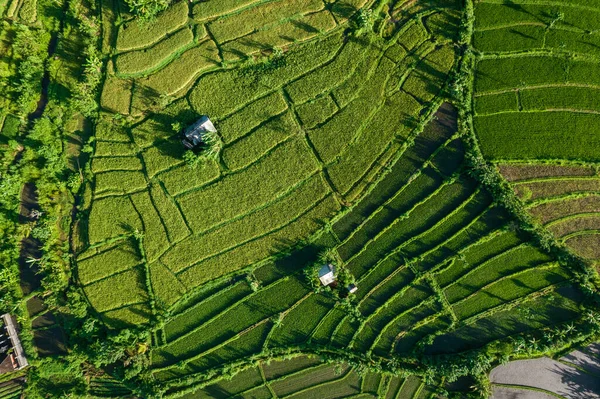 Top aerial view of rice terrace in Bali, Indonesia. Drone photo shot of green plantation, landscape, house and farmland in tropics. Geometry of the earth