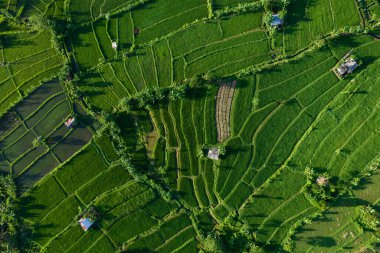 Top aerial view of rice terrace in Bali, Indonesia. Drone photo shot of green plantation, landscape, eco food and farmland