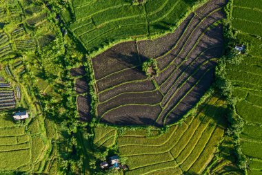 Top aerial view of rice terrace landscape in Bali, Indonesia. Drone photo shot of green plantation, house and farmland in tropics