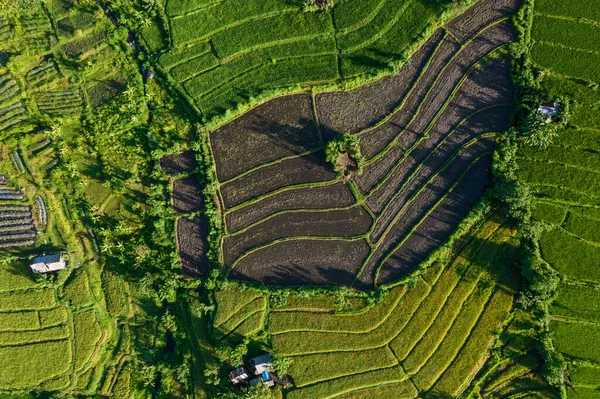 Top aerial view of rice terrace landscape in Bali, Indonesia. Drone photo shot of green plantation, house and farmland in tropics