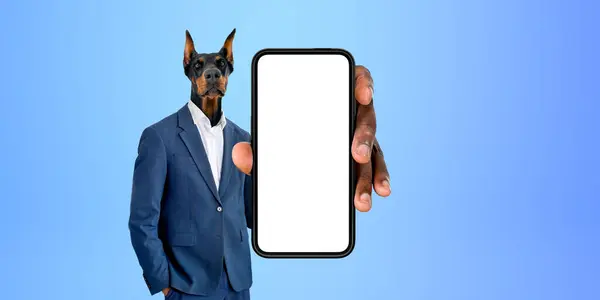 Businessman with Dobermann dog head in formal suit, showing large mockup empty smartphone in hand, blue background. Concept of mobile app and business network