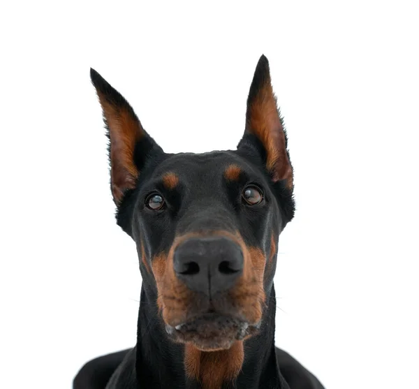 Красивая Голова Собаки Добермана Смотрящая Камеру Вид Спереди Изолирован Белом — стоковое фото