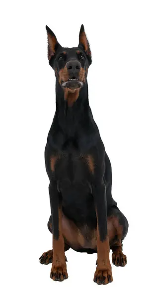 Vereinzeltes Porträt Des Niedlichen Schwarz Braunen Dobermannhundes Der Ruhig Sitzt — Stockfoto