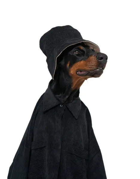 Odizolowany Boczny Portret Uroczego Psa Dobermana Noszącego Czarny Kapelusz Koszulę — Zdjęcie stockowe