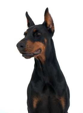 Kahverengi ve siyah komik Dobermann köpek portresi beyaz arka planda izole bir şekilde yan tarafa bakıyor. Köpek, hayvan, rekabet ve evcil hayvan eğitimi kavramı