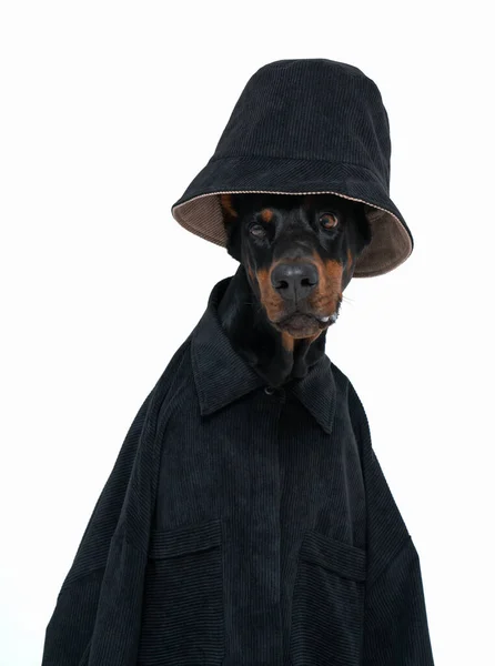Vereinzeltes Porträt Des Niedlichen Dobermannhundes Mit Schwarzem Hut Und Hemd — Stockfoto