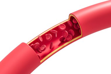 İçinde kırmızı kan hücrelerinin aktığı insan atardamarı kesiti, pürüzsüz 3D biçimlendirme tarzı, beyaz arka planda izole edilmiş, dolaşım sistemi kavramı