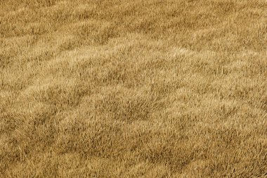 Yoğun desenli, biçimlendirilmiş grafik tarzlı, doğal tepeden tırnağa arka planı olan kuru altın çim tarlası. Doğa kavramı, kuraklık, tarım. 3B Hazırlama