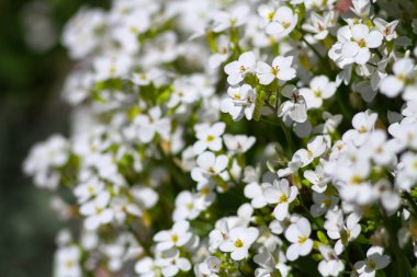 Bahçedeki güzel küçük beyaz çiçekler. Seçici odaklanma. Alyssum (Lobularia maritima). Çiçek arka planı.