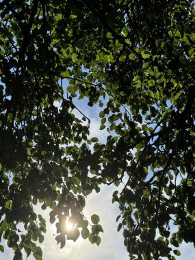 Güneş dalların arasından doğuyor.