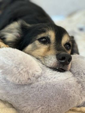 Yumuşak bir yastıkta dinlenen siyah ve kahverengi köpek.