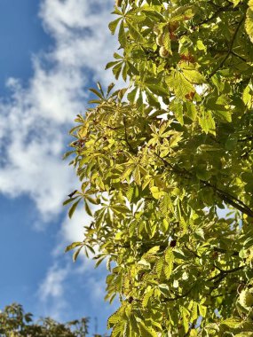 Kestane dalları gökyüzüne karşı