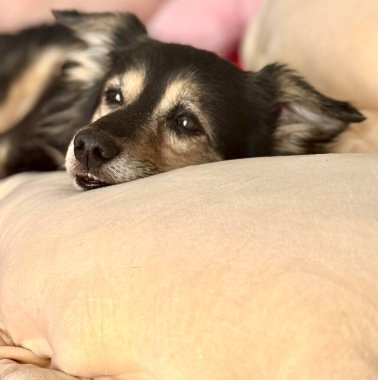 Siyah ve beyaz köpek evdeki kanepede yatıyor.